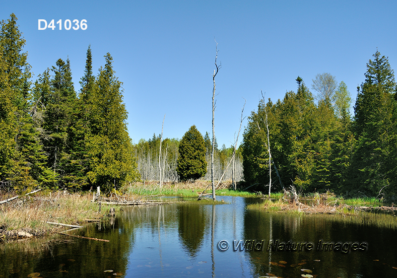 Eastern Great Lakes lowland forests